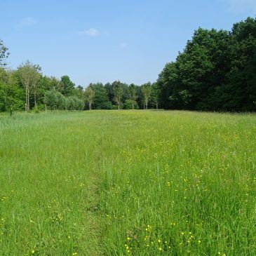 Westerveldse Bos